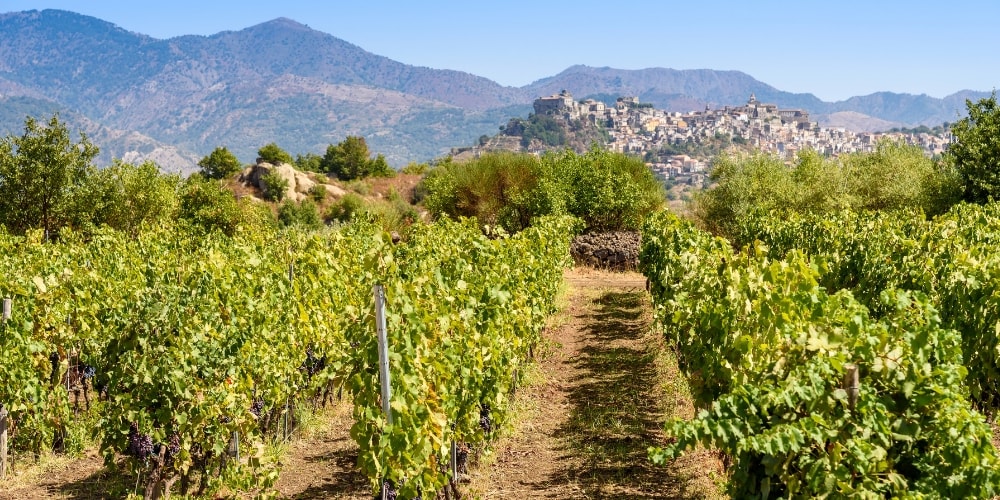 Mount Etna Vineyards