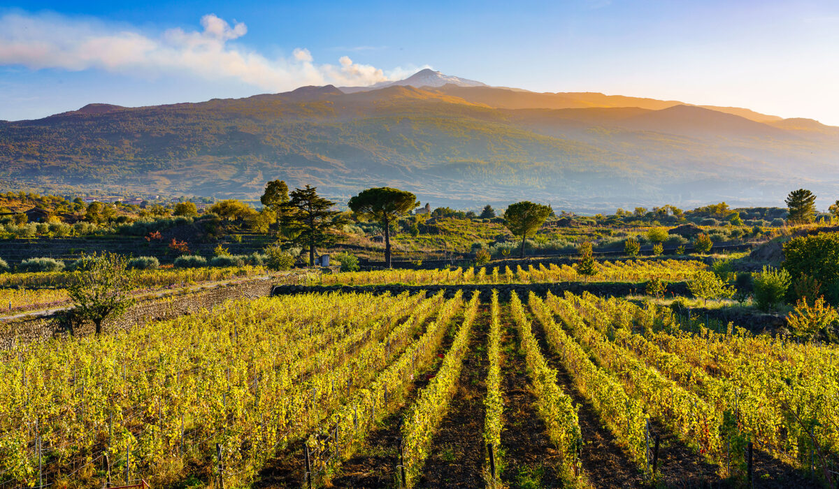 Sicilian Wine